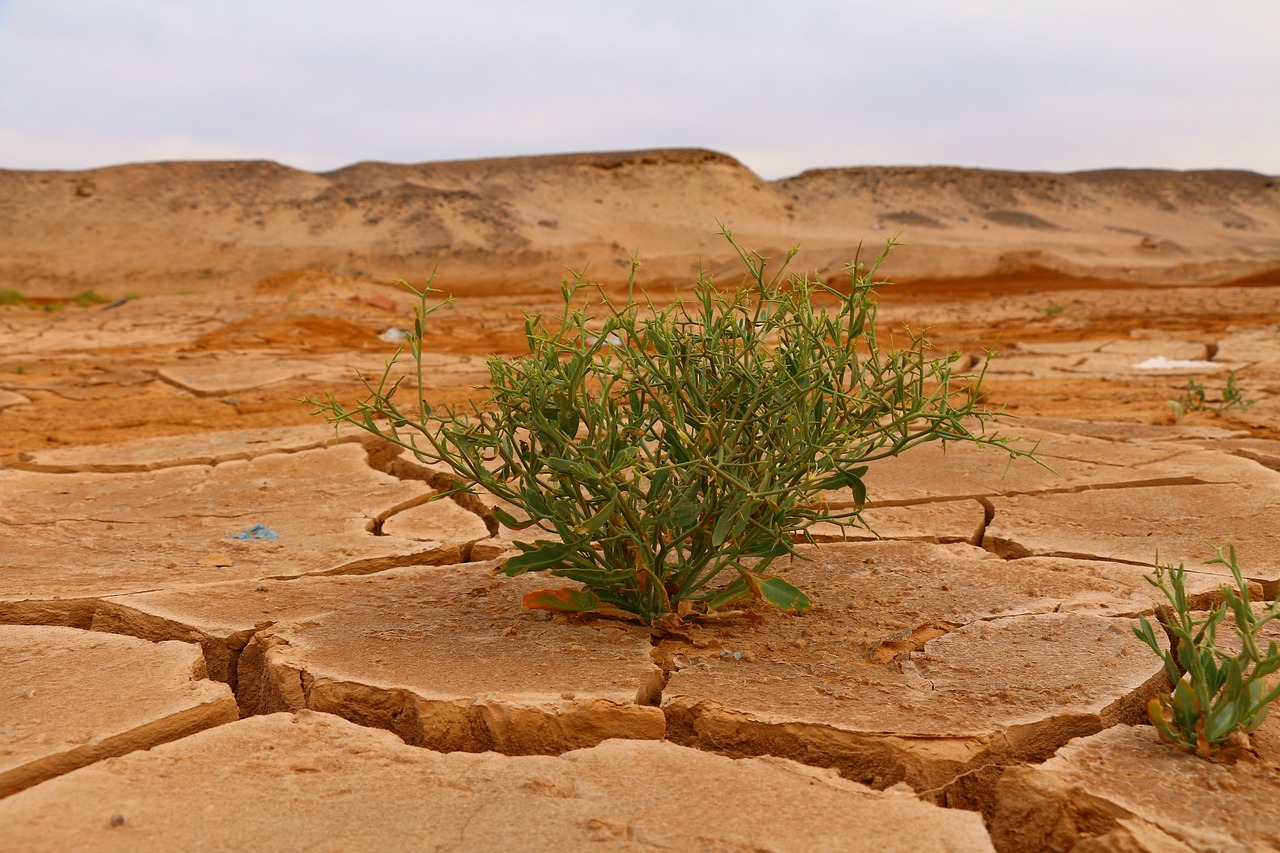 découvrez l'impact du changement climatique sur notre planète, explorez les conséquences environnementales, économiques et sociales, et comprenez l'urgence d'agir pour un avenir durable.