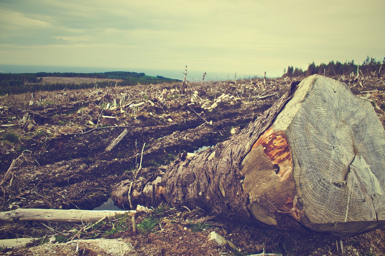 découvrez les politiques de déforestation : enjeux environnementaux, impacts socio-économiques et stratégies de préservation pour un avenir durable. informez-vous sur les démarches prises pour protéger nos forêts et lutter contre la déforestation.