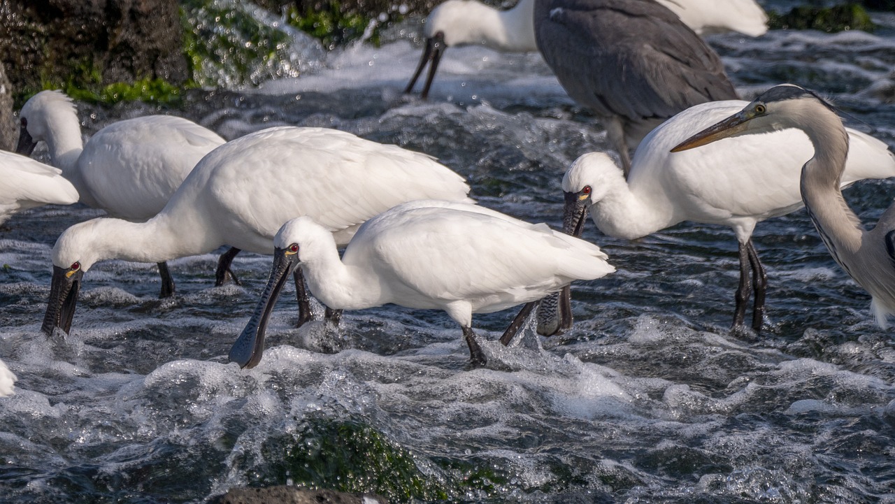 découvrez les espèces en danger et leur lutte pour la survie. informez-vous sur les menaces qui pèsent sur la biodiversité et ce que vous pouvez faire pour protéger notre planète. explorez les initiatives de conservation et les efforts pour préserver les animaux et plantes menacés.