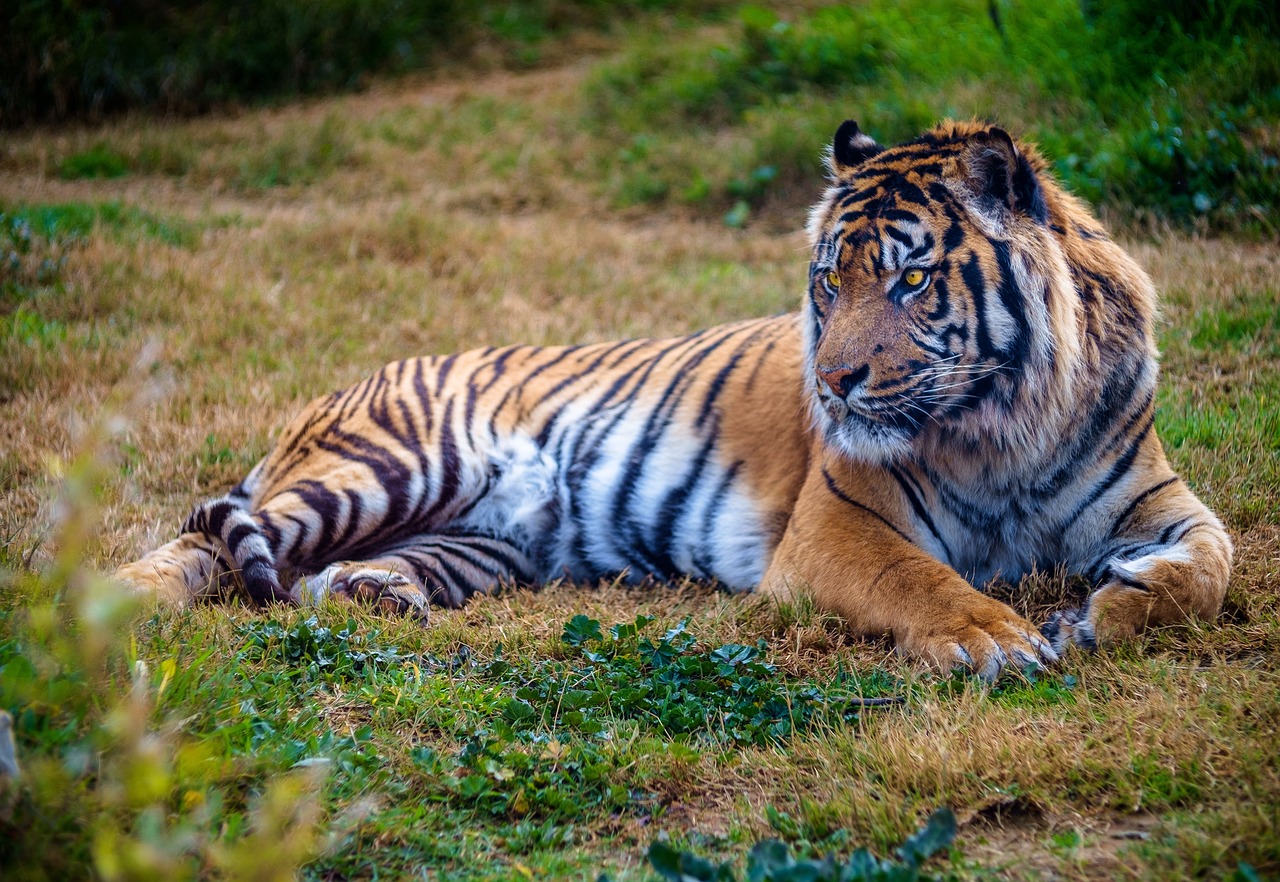 découvrez les espèces menacées et l'importance de leur préservation. informez-vous sur les causes du déclin des populations animales et végétales, et engagez-vous pour protéger la biodiversité de notre planète.