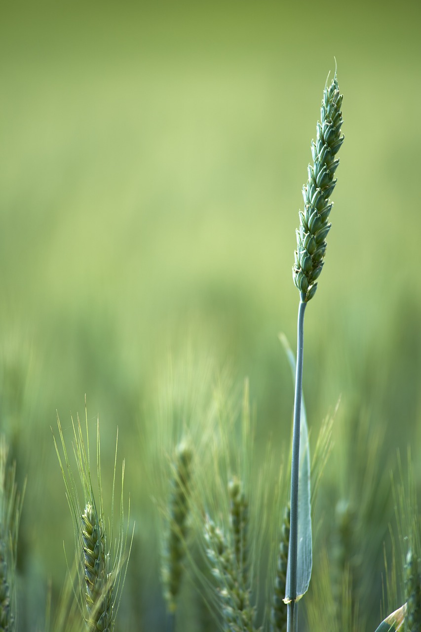 découvrez les enjeux et les techniques de l'agriculture intensive, une méthode de culture visant à maximiser les rendements tout en faisant face aux défis environnementaux. explorez ses impacts sur la biodiversité, la durabilité et la sécurité alimentaire.