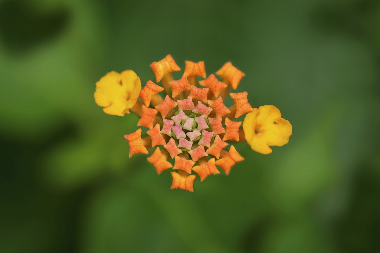 découvrez le monde des espèces invasives : leur impact sur les écosystèmes, les mesures de contrôle et l'importance de la biodiversité. informez-vous sur les dangers que posent ces espèces et comment protéger notre environnement.