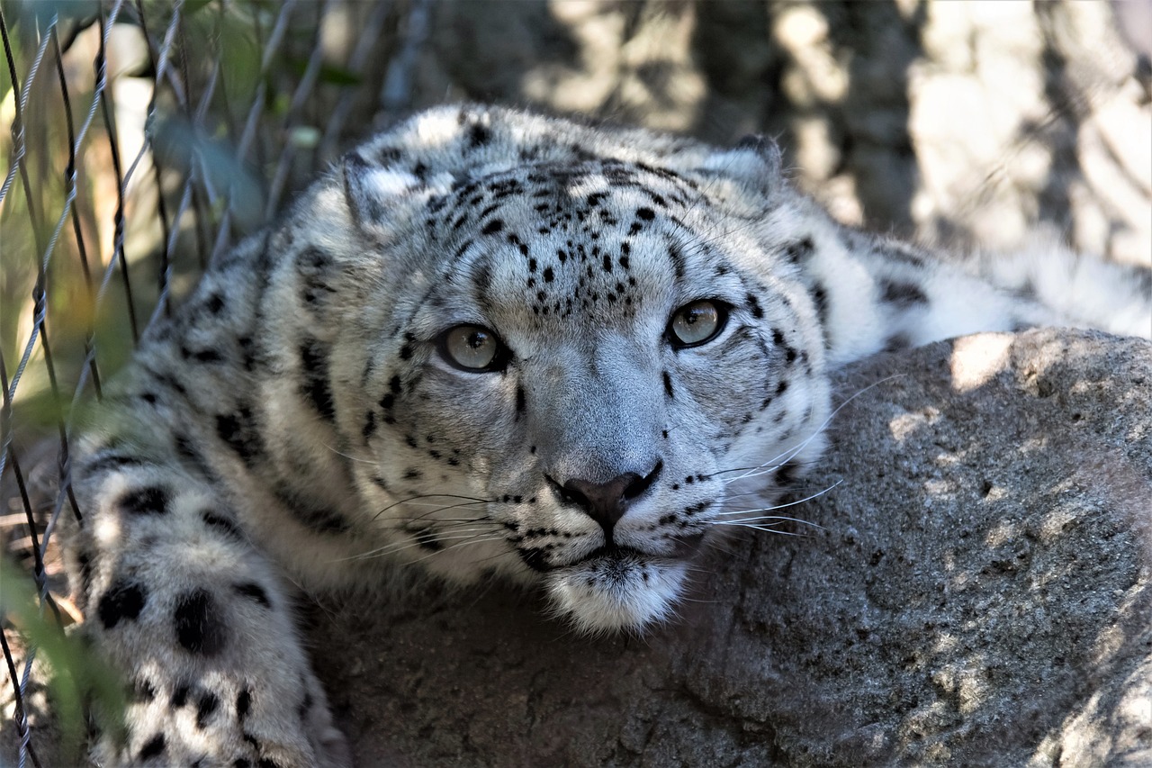 découvrez les espèces envahissantes, leur impact sur les écosystèmes, la biodiversité et l'économie, ainsi que des solutions pour les gérer et les contrôler efficacement.