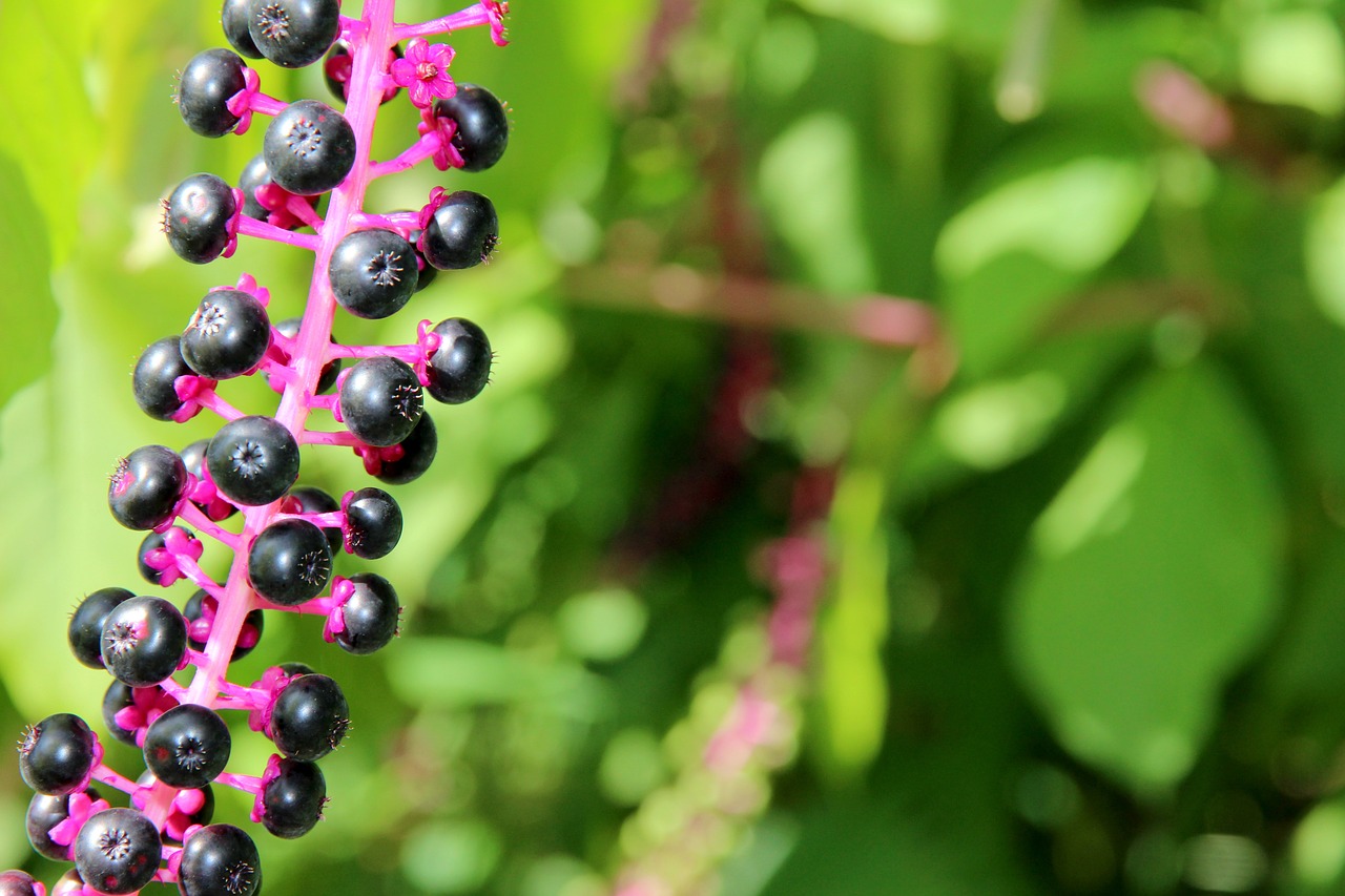 découvrez le phénomène des espèces envahissantes, leurs impacts sur les écosystèmes, ainsi que les solutions pour préserver la biodiversité et lutter contre cette menace croissante.