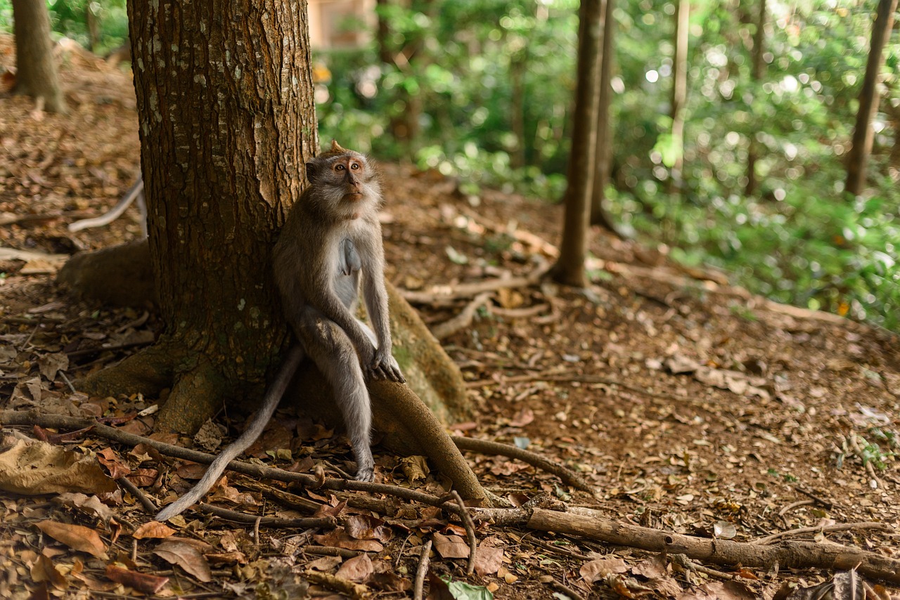 découvrez la beauté et la biodiversité des réserves naturelles, sanctuaires de faune et flore préservés. explorez des paysages époustouflants, participez à des activités en plein air et apprenez l'importance de la conservation de notre planète.