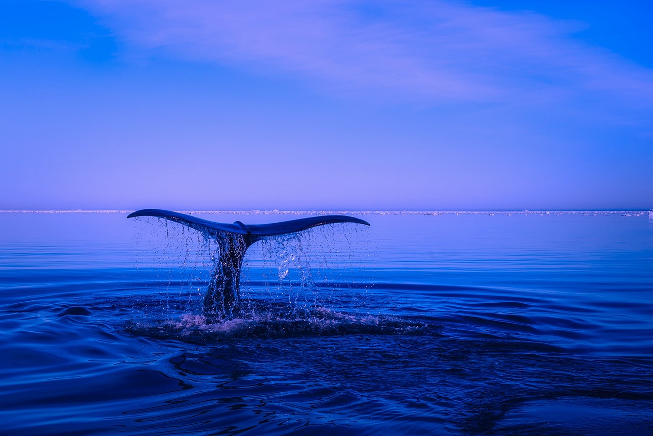 découvrez les merveilles des océans : une immersion dans la biodiversité marine, les écosystèmes fascinants et l'importance de la préservation de nos mers et océans. explorez la beauté et les enjeux des vastes étendues bleues qui recouvrent notre planète.