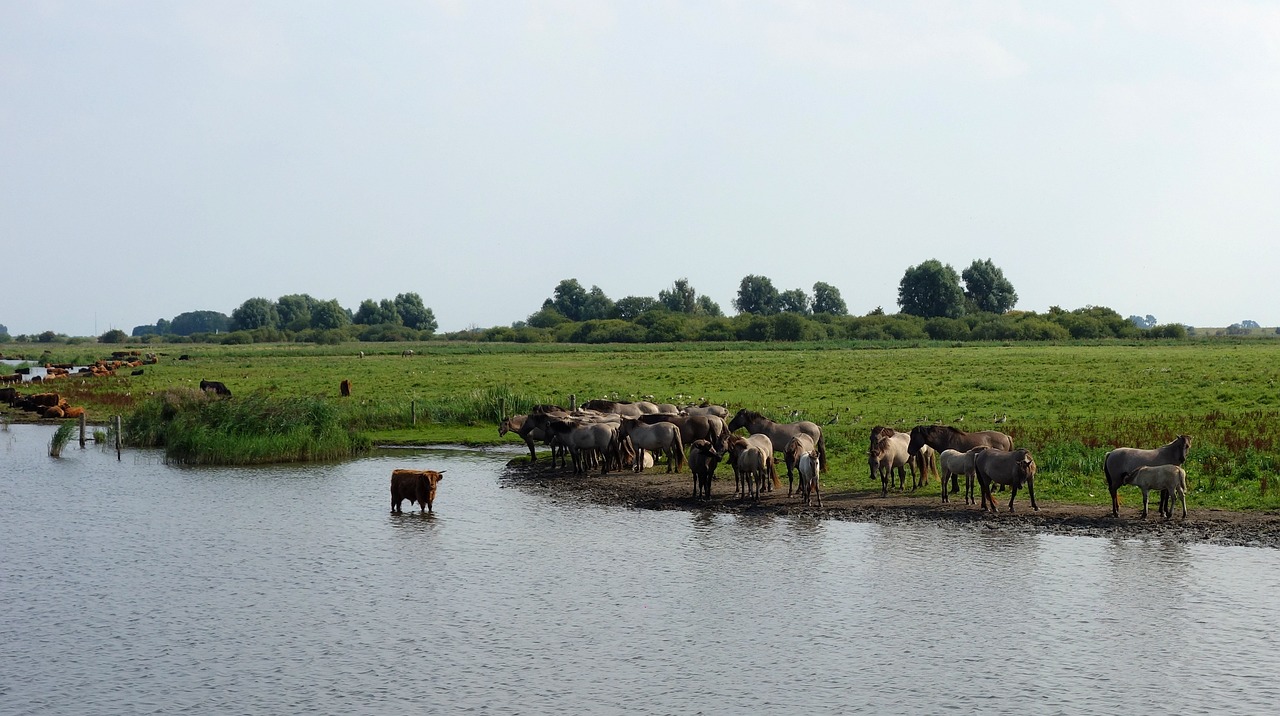 découvrez l'importance des zones protégées, des espaces naturels préservés qui jouent un rôle crucial dans la conservation de la biodiversité et la sauvegarde des écosystèmes. apprenez comment ces zones contribuent à la durabilité, à la recherche scientifique et à la protection des espèces menacées.