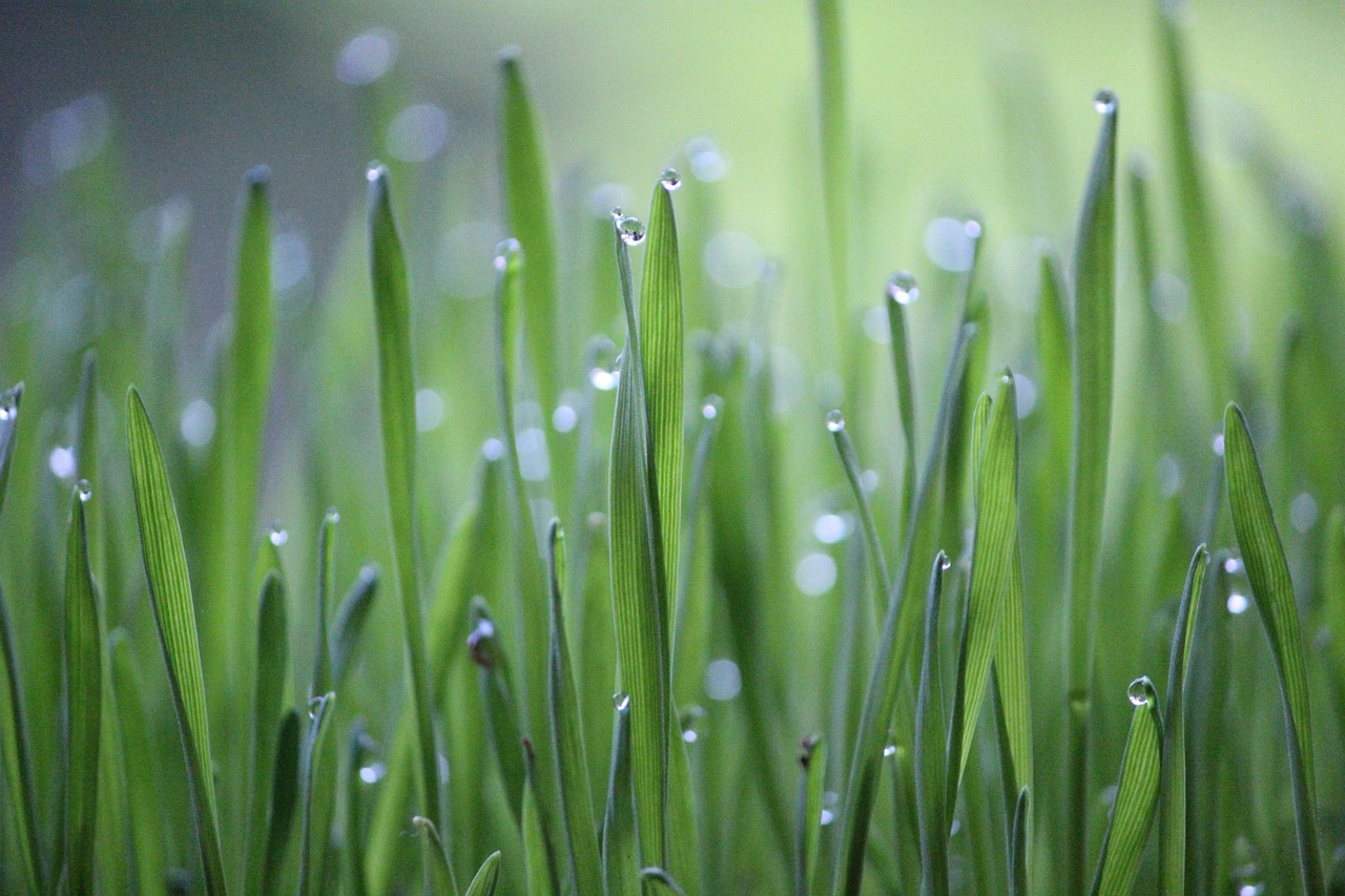 découvrez l'agriculture régénérative, une approche innovante qui vise à restaurer la santé des sols et à promouvoir la biodiversité tout en augmentant la productivité agricole. apprenez comment cette méthode durable contribue à relever les défis environnementaux et à soutenir les agriculteurs.