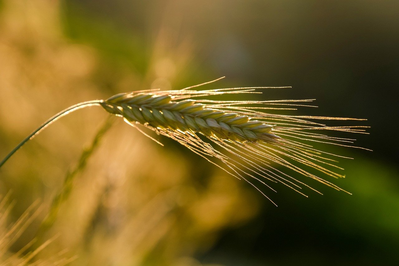 découvrez l'agriculture régénératrice, une approche durable qui vise à restaurer les sols, préserver la biodiversité et améliorer la santé des écosystèmes. apprenez comment cette méthode innovante peut transformer l'agriculture moderne et contribuer à un avenir plus vert.