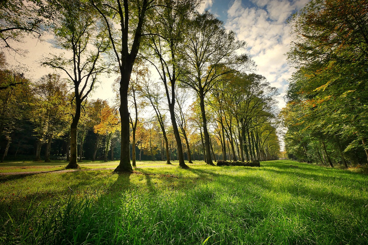 découvrez les nombreux avantages des parcs urbains, notamment l'amélioration de la qualité de l'air, la promotion du bien-être mental et physique, et le renforcement des liens communautaires. apprenez comment ces espaces verts contribuent à une meilleure qualité de vie en ville.