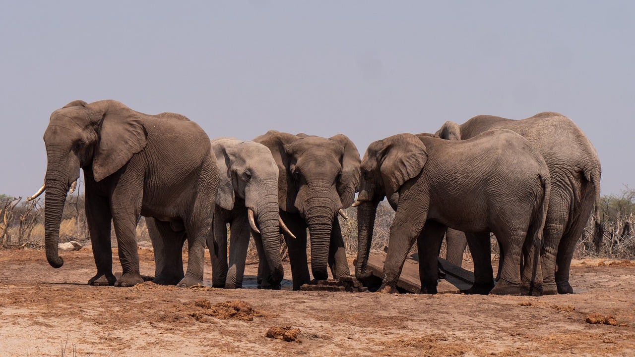 découvrez les enjeux du trafic d'animaux sauvages, une menace pour la biodiversité mondiale. explorez les conséquences de cette activité illégale sur les écosystèmes, les espèces menacées et l'équilibre de la nature.