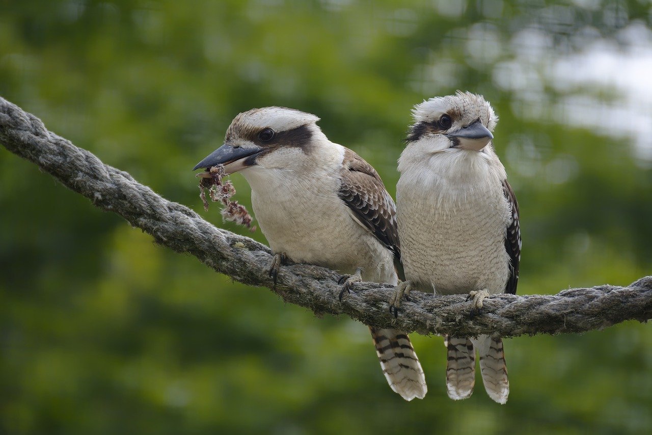 découvrez la réalité du trafic d'animaux sauvages, une problématique mondiale qui menace la biodiversité et met en danger des espèces emblématiques. informez-vous sur les conséquences écologiques et les actions à entreprendre pour protéger la faune.