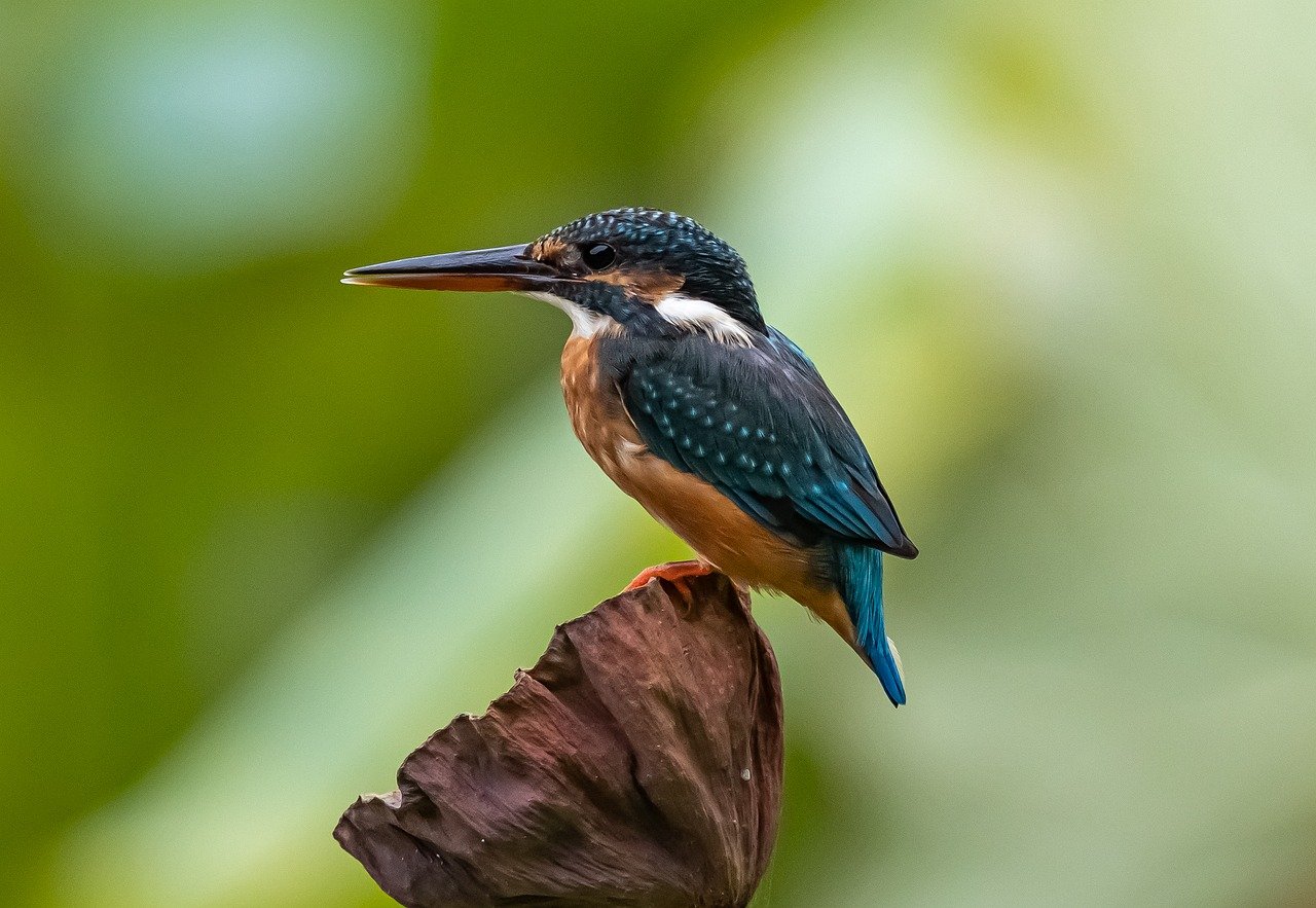 découvrez les enjeux du trafic d'animaux sauvages, un crime environnemental dévastateur qui menace la biodiversité et met en péril les espèces en voie de disparition à travers le monde.