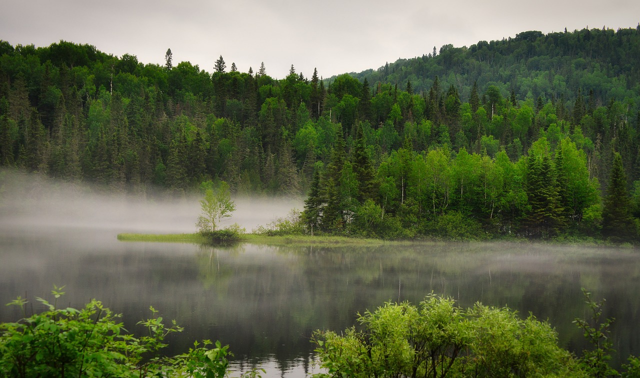 explorez les dynamiques du changement des écosystèmes, leurs impacts sur la biodiversité et les mesures de conservation nécessaires pour préserver nos environnements face aux défis contemporains.