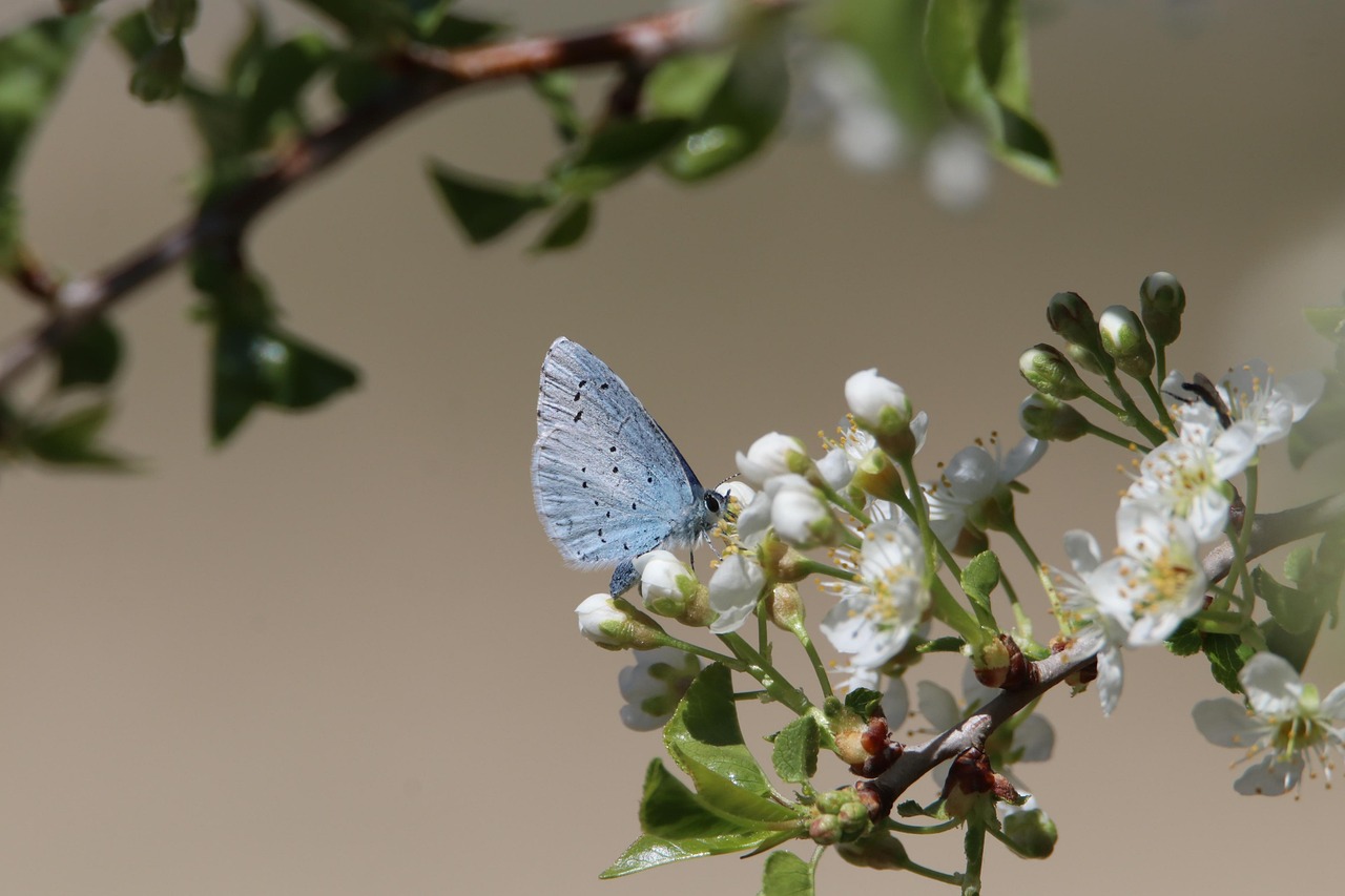 découvrez notre politique sur la biodiversité, qui vise à protéger et promouvoir la diversité des espèces et des écosystèmes. explorez nos initiatives pour sauvegarder la faune et la flore, renforcer la durabilité et sensibiliser les communautés à l'importance de la biodiversité.