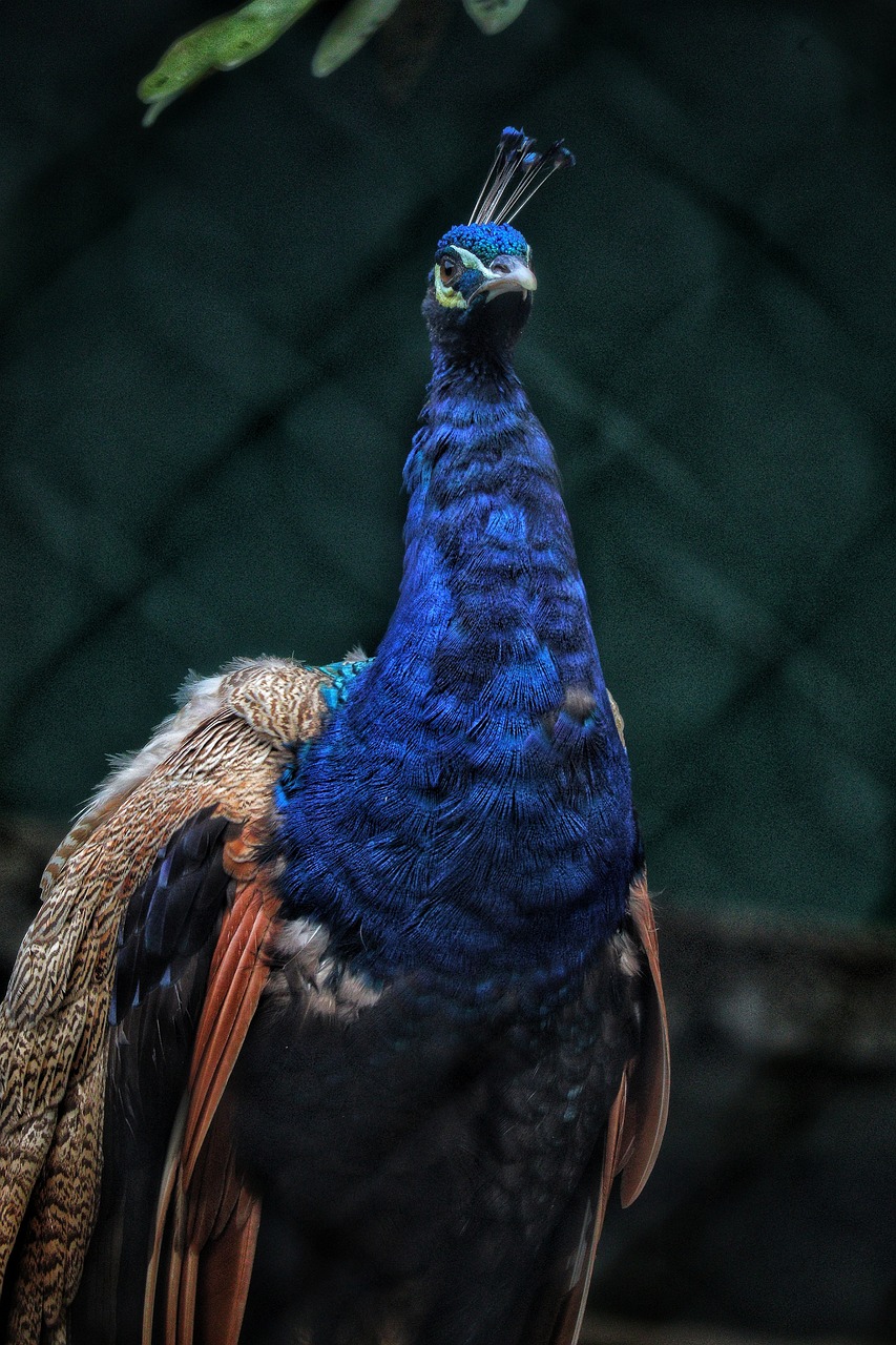 découvrez la beauté et la diversité de la faune à travers le monde. explorez des habitats naturels fascinants, apprenez sur les comportements des animaux et engagez-vous dans la conservation de la vie sauvage pour préserver notre planète.