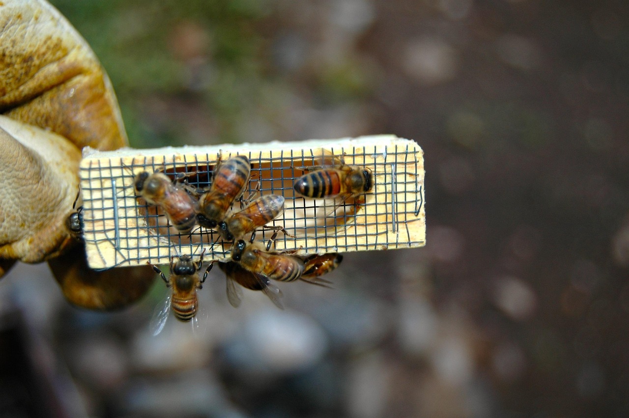 découvrez l'art de l'apiculture avec notre guide complet pour les apiculteurs. apprenez les techniques, les outils et les astuces pour réussir dans l'élevage des abeilles et produire votre propre miel.