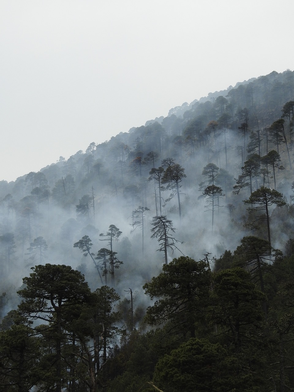 découvrez les enjeux de la conservation climatique, des actions essentielles pour protéger notre planète et garantir un avenir durable. informez-vous sur les initiatives et les solutions pour préserver notre environnement face aux défis climatiques.