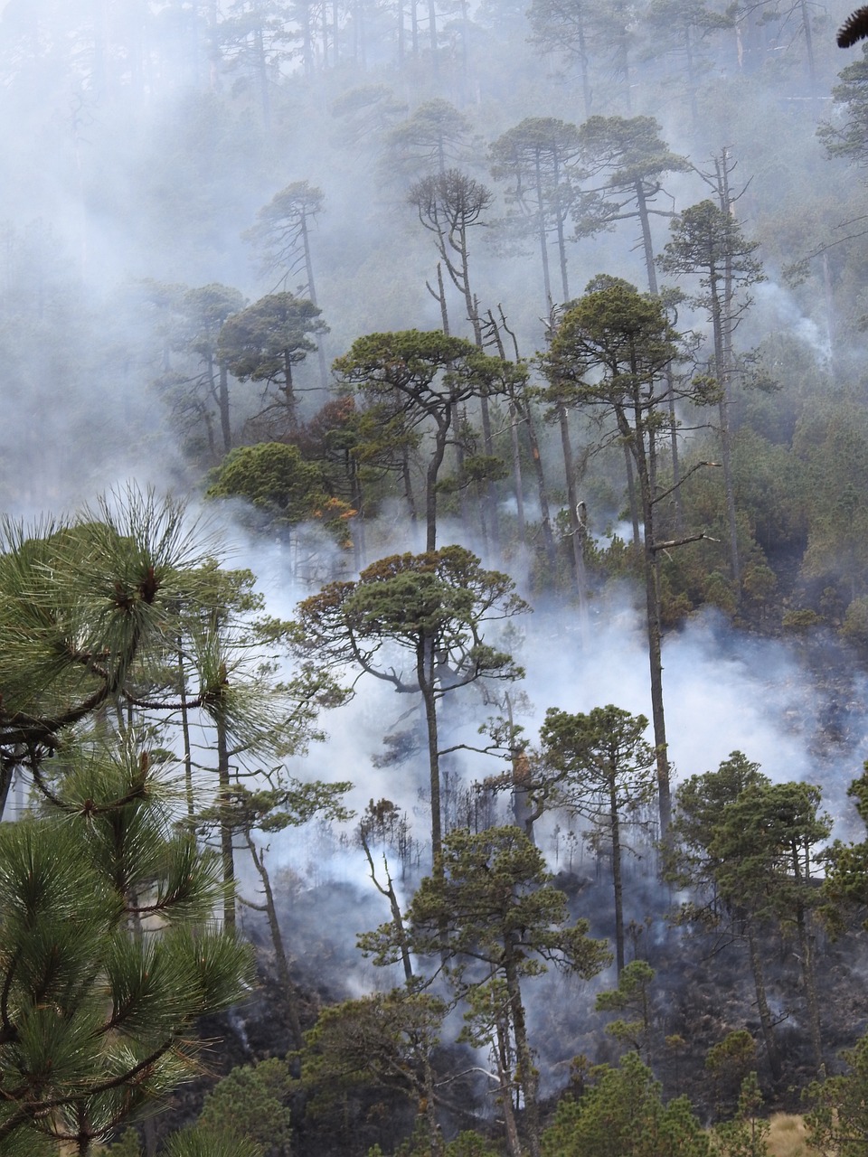 découvrez l'importance de la conservation climatique pour protéger notre planète. apprenez des stratégies et des actions que chacun peut entreprendre pour réduire l'impact du changement climatique et préserver notre environnement pour les générations futures.