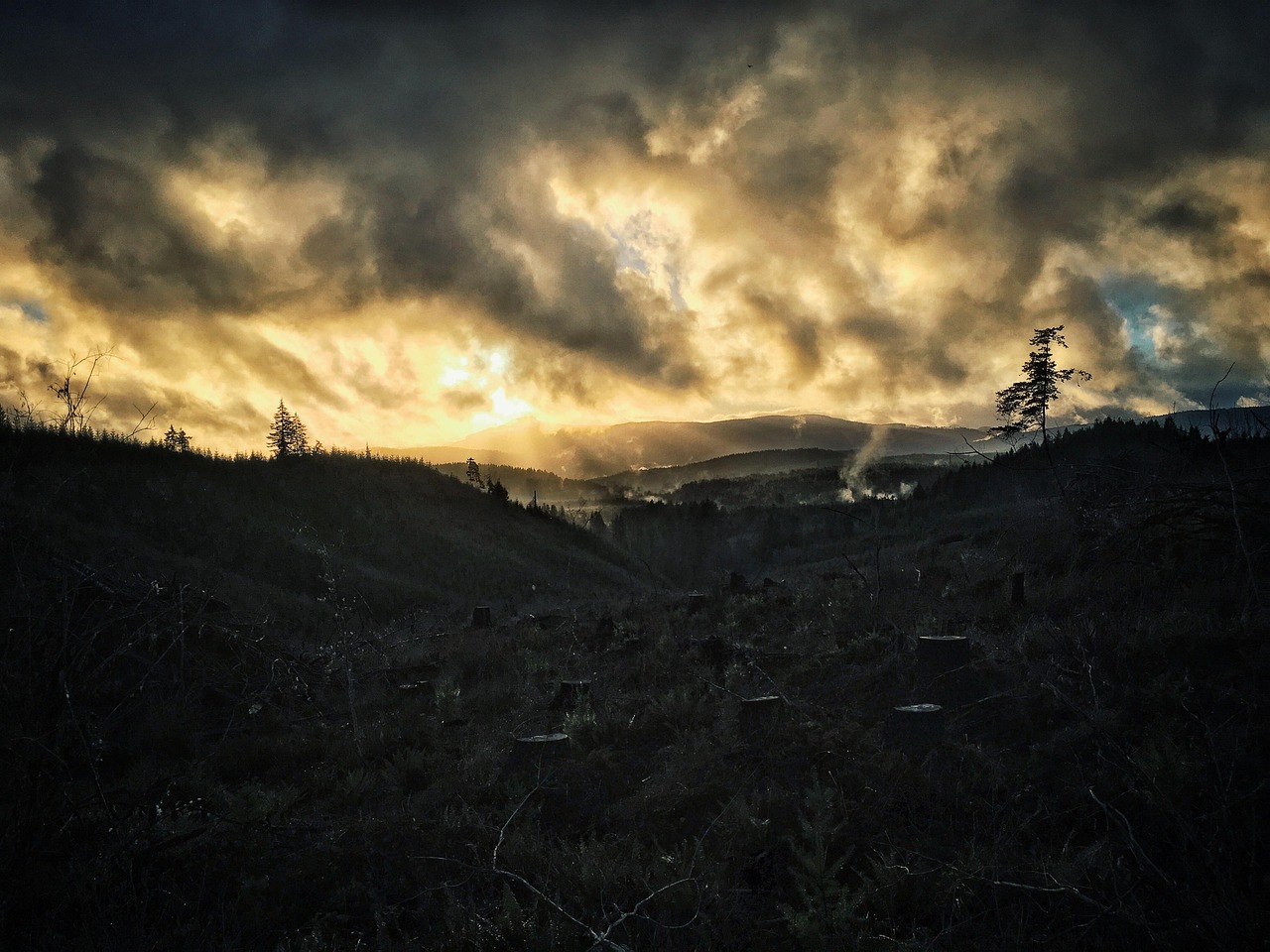 découvrez les enjeux de la déforestation, ses impacts sur la biodiversité et le climat, ainsi que les actions à entreprendre pour protéger nos forêts et préserver notre planète.