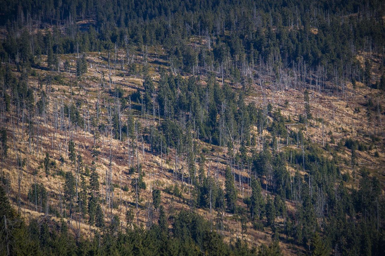 découvrez les enjeux de la déforestation, ses causes et ses conséquences sur l'environnement et la biodiversité. informez-vous sur les actions à entreprendre pour préserver nos forêts et lutter contre ce phénomène alarmant.