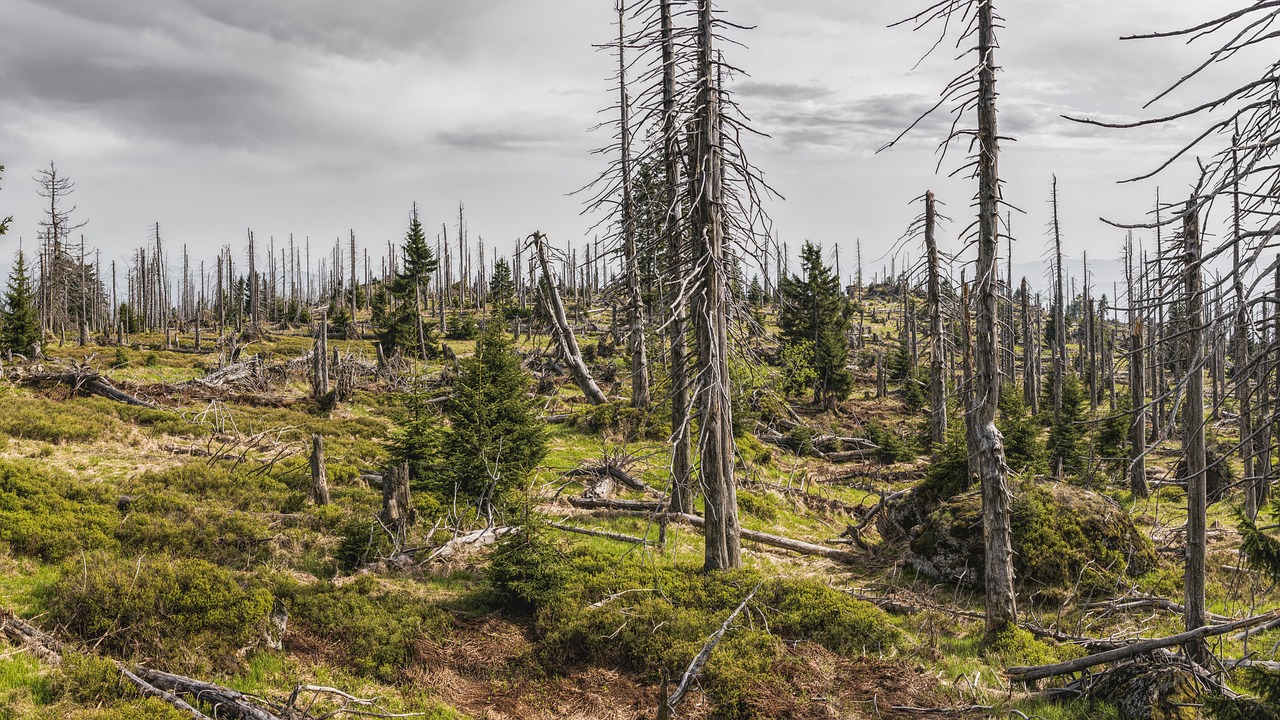 découvrez l'éducation environnementale : un enseignement essentiel pour sensibiliser aux enjeux écologiques, promouvoir des pratiques durables et encourager la protection de notre planète à travers des initiatives éducatives innovantes.