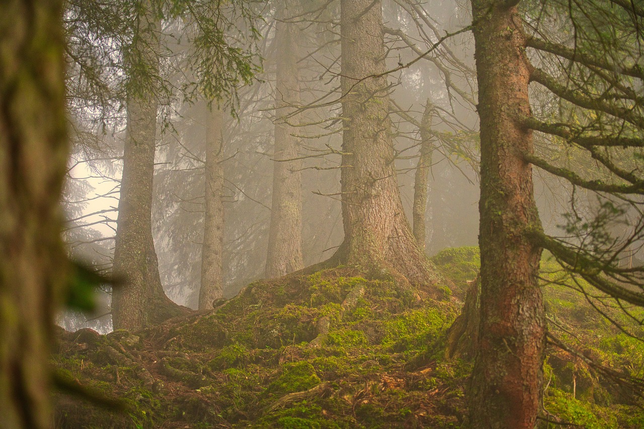 découvrez la beauté et la richesse des forêts, ces écosystèmes vitales pour la biodiversité et notre bien-être. plongez dans l'univers fascinant des arbres, des plantes et des animaux qui peuplent ces espaces verts essentiels.