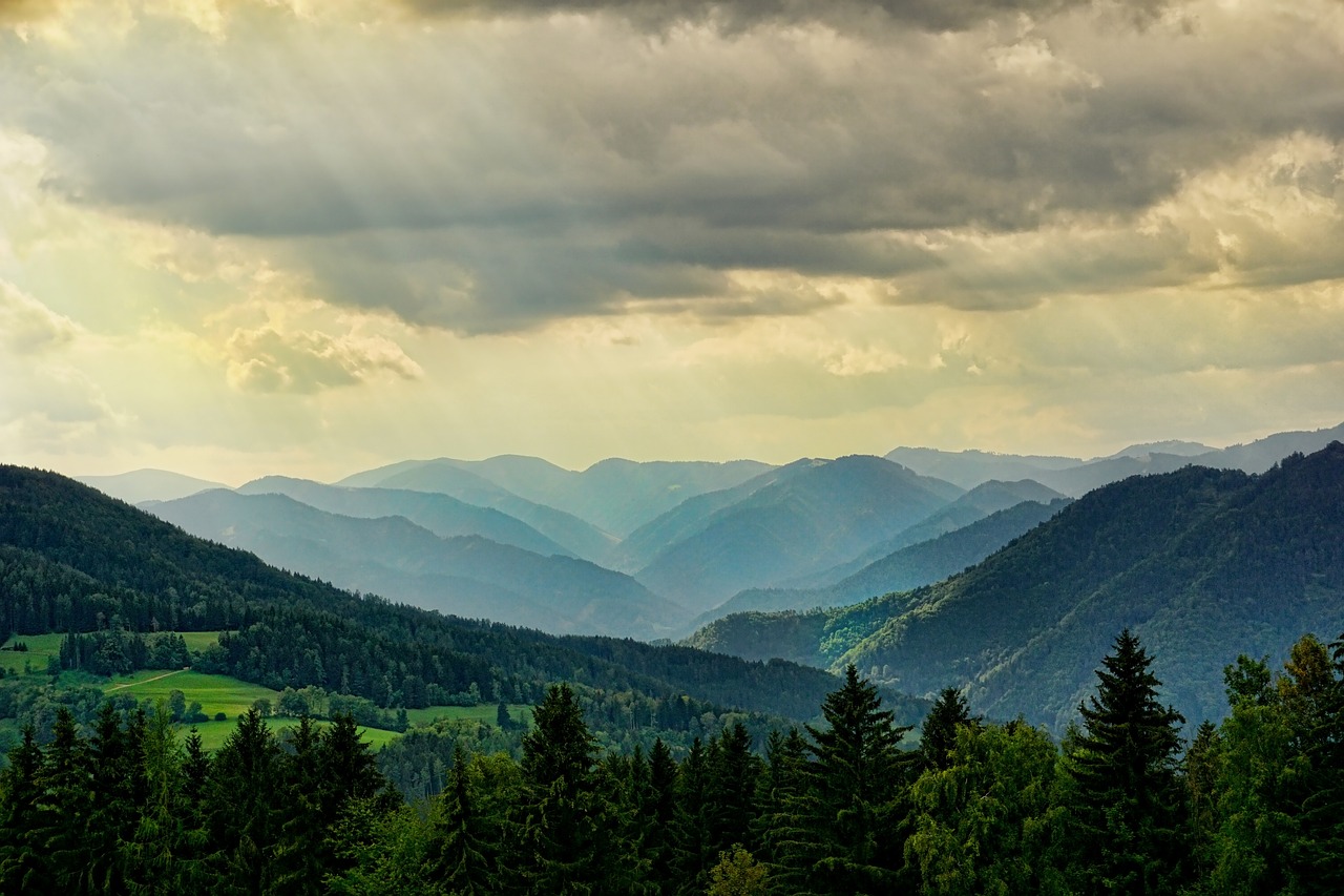 découvrez les merveilles des forêts, véritables havres de biodiversité, où la nature s'épanouit et offre des paysages enchanteurs. plongez dans cet écosystème vital qui abrite une multitude d'espèces et joue un rôle crucial dans la lutte contre le changement climatique.