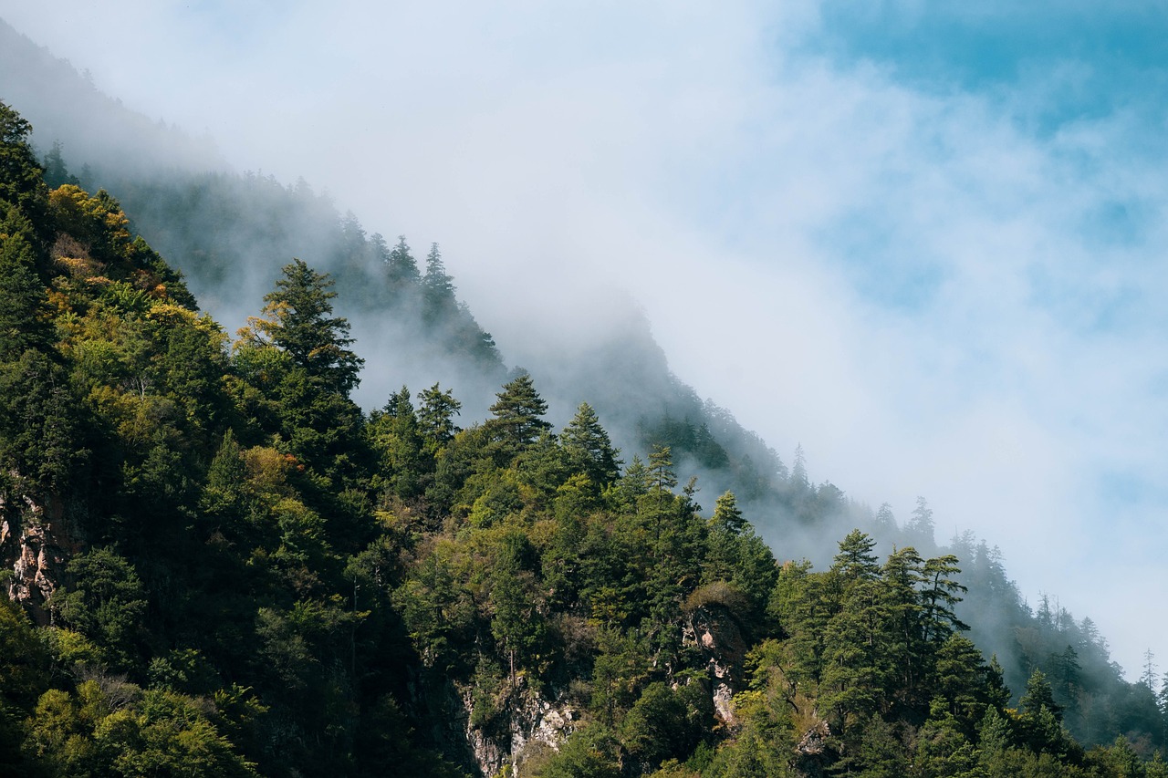 découvrez l'importance des forêts dans notre écosystème, leur rôle crucial dans la biodiversité, la lutte contre le changement climatique et le bien-être humain. explorez les différents types de forêts, leur préservation et les initiatives durables pour protéger ces précieuses ressources naturelles.