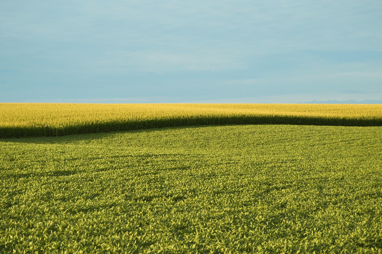 découvrez tout ce que vous devez savoir sur les ogm (organismes génétiquement modifiés) : leurs avantages, leurs inconvénients et leur impact sur la santé et l'environnement.