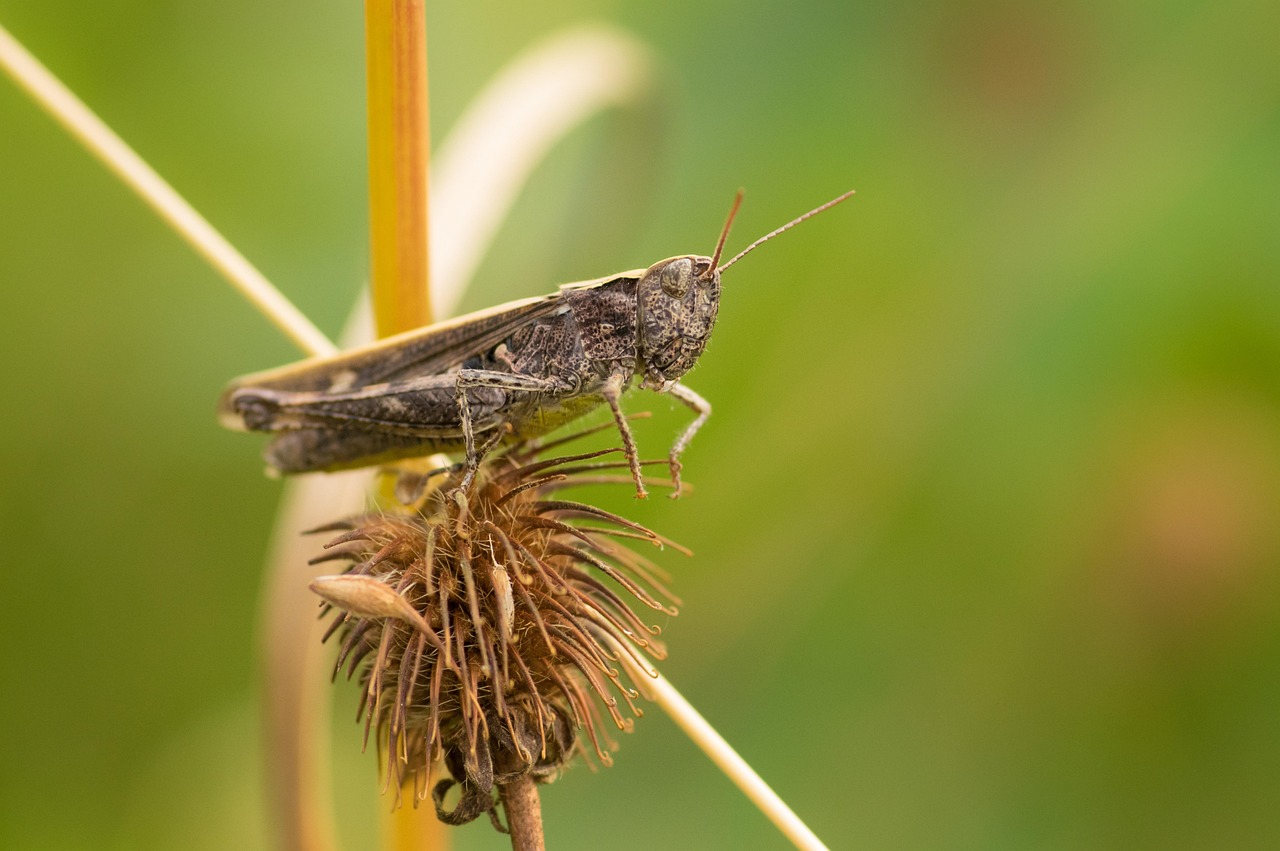 découvrez le concept des espèces clés de voûte, essentielles à l'équilibre des écosystèmes. apprenez comment leur disparition peut entraîner des conséquences profondes sur la biodiversité et la santé de la planète.