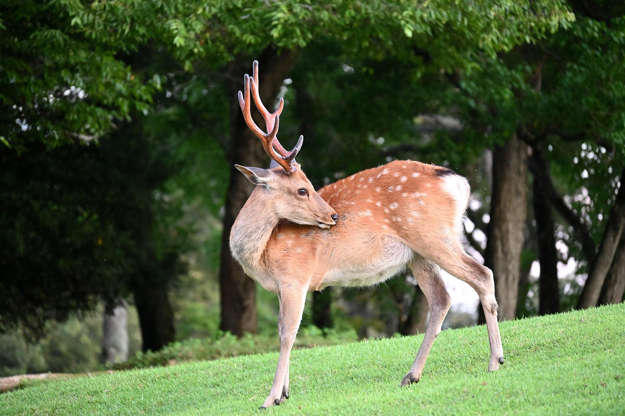 découvrez le concept des espèces clés de voûte, essentielles pour le maintien des écosystèmes. comprenez leur rôle vital dans la biodiversité et l'équilibre écologique, ainsi que les enjeux de leur conservation.