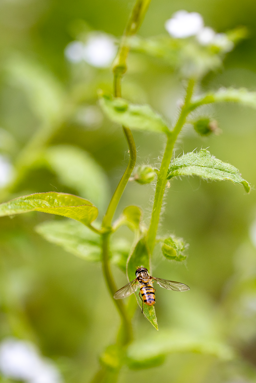 découvrez le concept de espèces clés de voûte et leur rôle crucial dans l'écosystème. comprenez comment ces espèces soutiennent la biodiversité et maintiennent l'équilibre naturel, ainsi que les conséquences de leur disparition sur l'environnement.