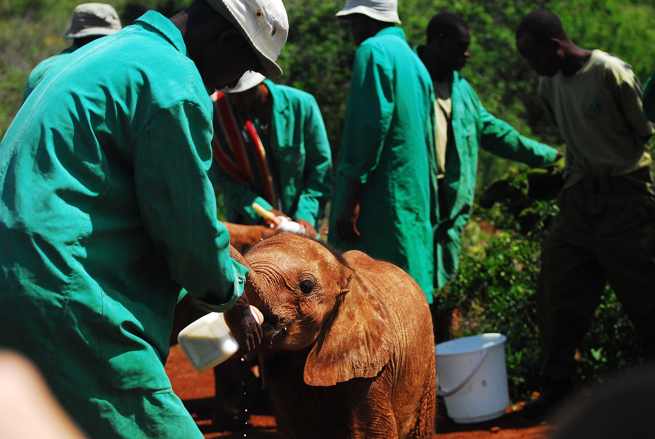 découvrez le monde des ong (organisations non gouvernementales) et leur impact positif sur la société. explorez les missions, projets et actions des ong qui œuvrent pour le développement durable, les droits de l'homme et l'aide humanitaire.