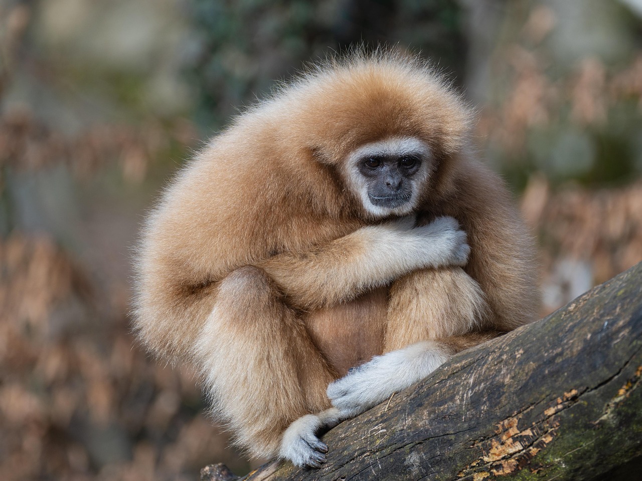 découvrez la beauté et la diversité de la faune sauvage à travers des histoires captivantes, des photos époustouflantes et des informations fascinantes sur les espèces du monde entier. explorez des habitats uniques et apprenez l'importance de la conservation.