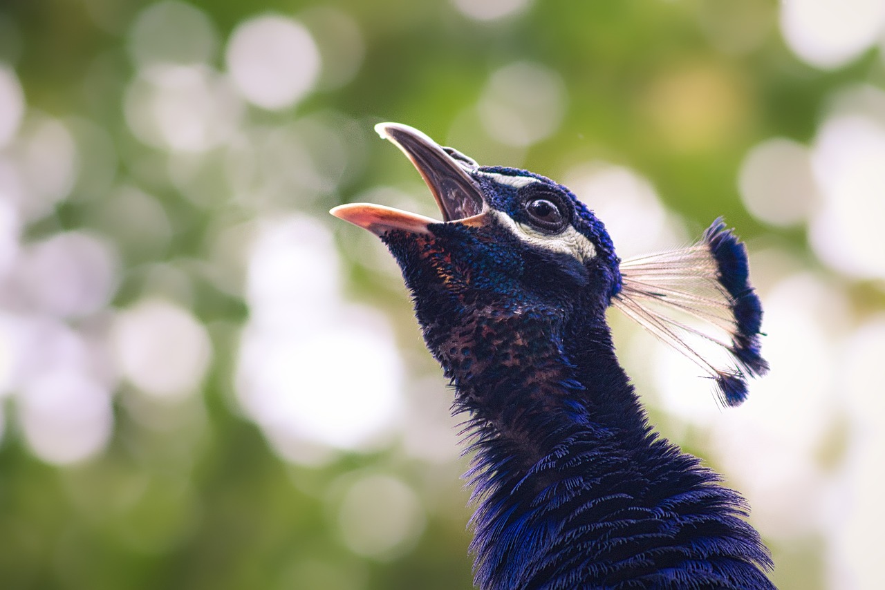 découvrez la richesse et la diversité de la faune sauvage à travers le monde. plongez dans l'univers fascinant des animaux dans leur habitat naturel, des espèces emblématiques aux créatures méconnues. explorez les enjeux de la conservation et comment vous pouvez contribuer à protéger notre patrimoine naturel.