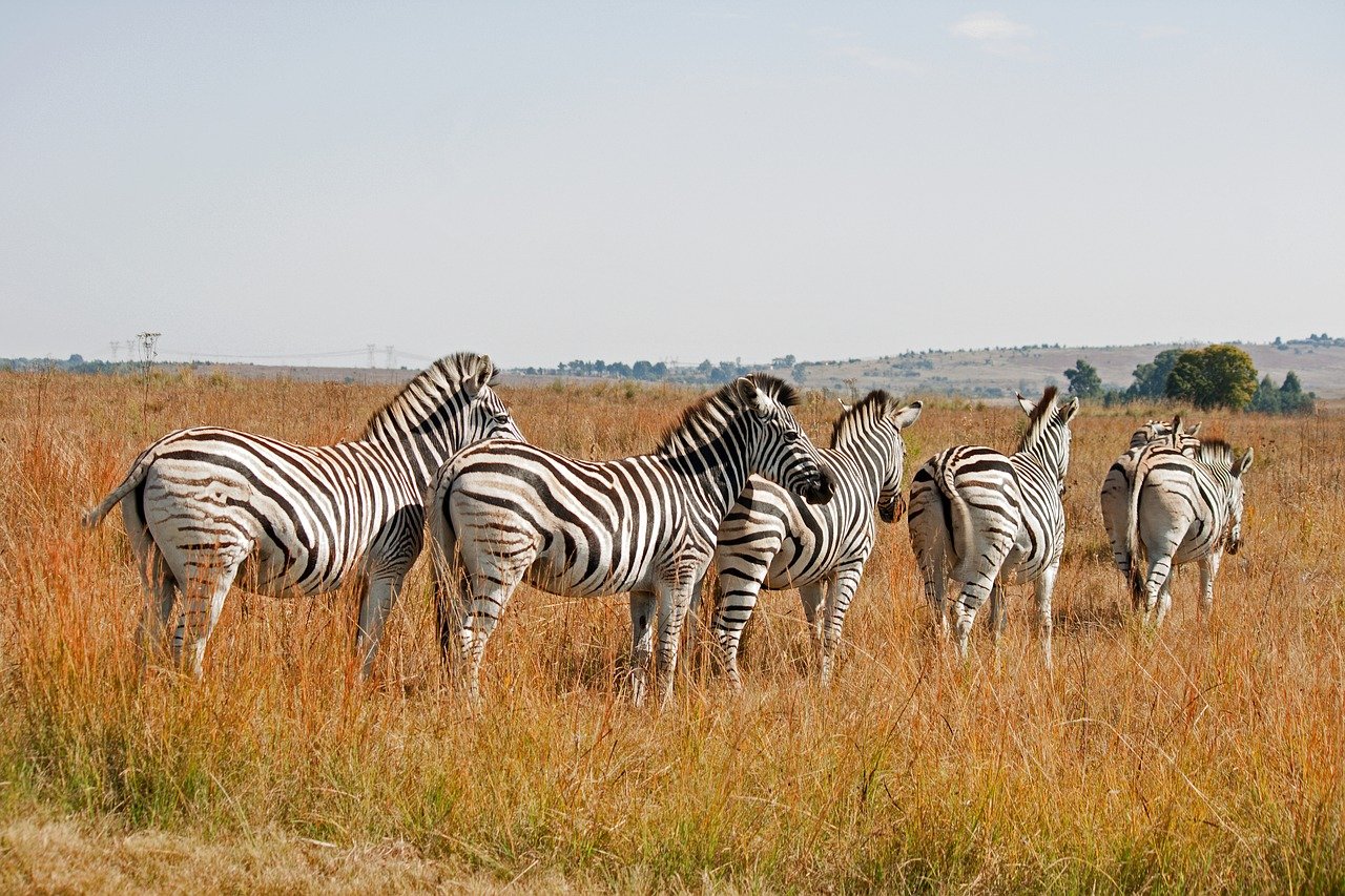 découvrez la beauté de la faune sauvage à travers des récits captivants et des images époustouflantes. plongez dans l'univers fascinant des animaux dans leur habitat naturel et apprenez comment les protéger.