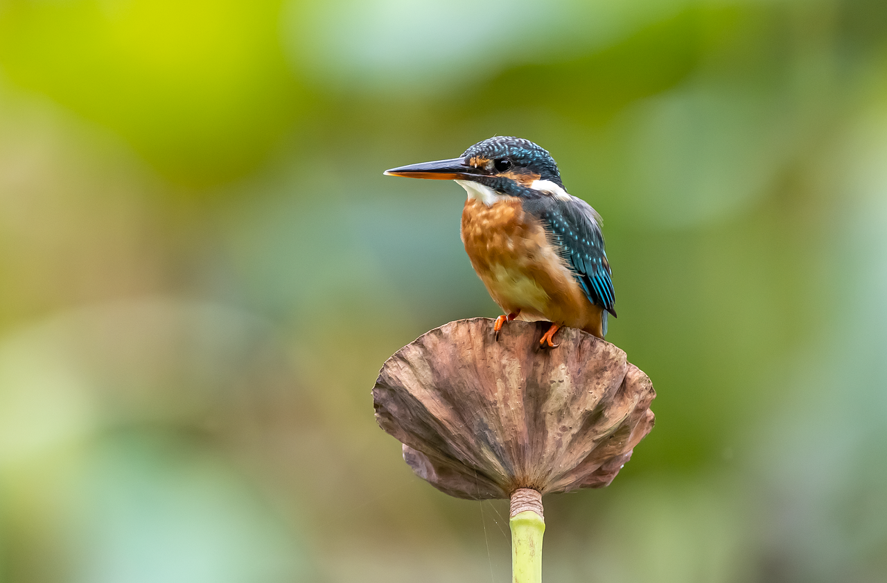 découvrez la beauté et la diversité de la faune à travers le monde. explorez les habitats naturels, apprenez sur les espèces menacées et engagez-vous dans la protection de la vie sauvage.