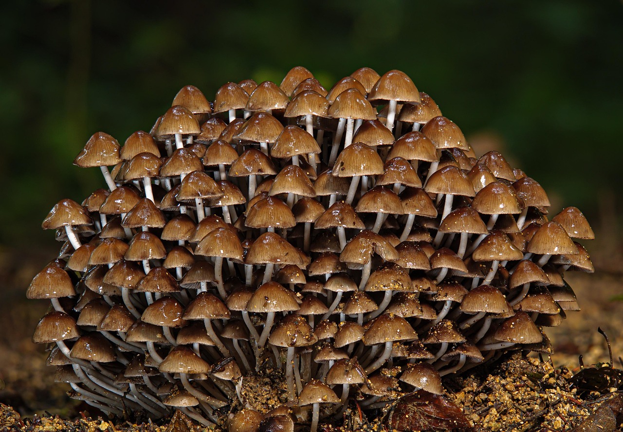 découvrez l'univers fascinant des forêts : un écosystème riche, abritant une biodiversité incroyable et offrant des paysages à couper le souffle. explorez les secrets de la nature, apprenez l'importance de la préservation de ces milieux et laissez-vous inspirer par la beauté des forêts.