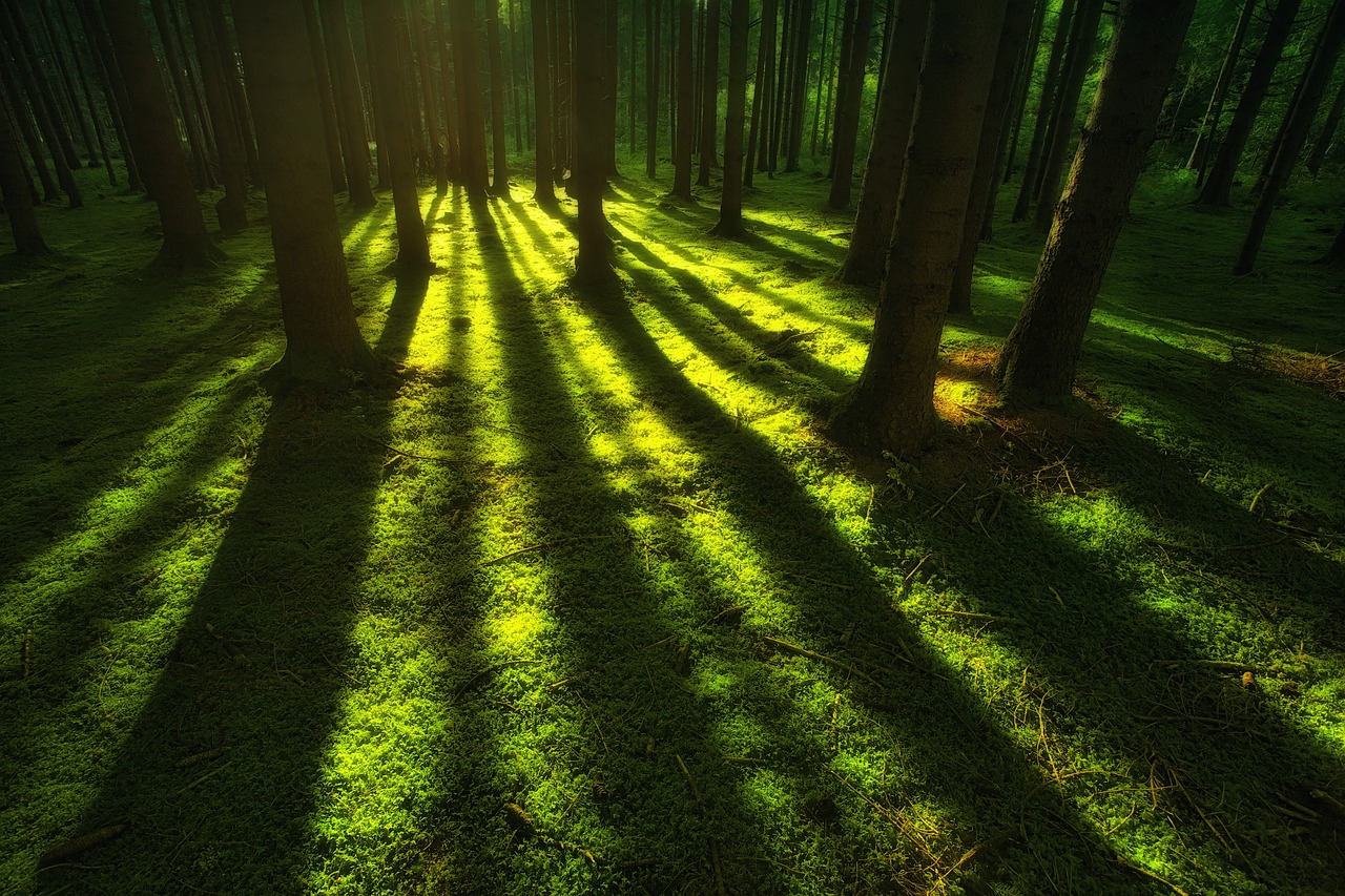 découvrez la beauté et la biodiversité des forêts, ces écosystèmes riches en faune et flore, véritables poumons de notre planète. immergez-vous dans des paysages apaisants et apprenez l'importance de la conservation des forêts pour notre avenir.