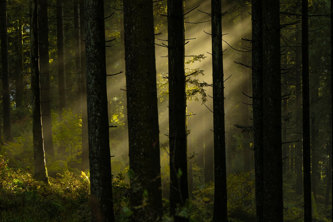 découvrez la beauté et l'importance des forêts, véritables poumons de la planète. explorez leur biodiversité, leur rôle crucial dans l'écosystème et les défis environnementaux auxquels elles font face.