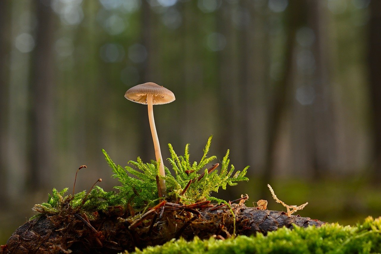 découvrez l'importance des forêts pour notre planète. explorez leur rôle vital dans la biodiversité, le climat et l'économie. apprenez comment protéger et préserver ces écosystèmes essentiels pour les générations futures.