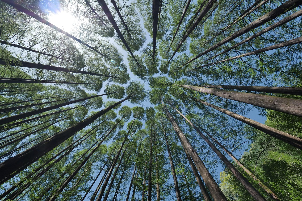 découvrez l'importance des forêts pour notre planète, leur rôle crucial dans la biodiversité, la régulation du climat et leur contribution à l'économie. explorez les différentes écosystèmes forestiers et les efforts de conservation nécessaires pour préserver ces précieux habitats.