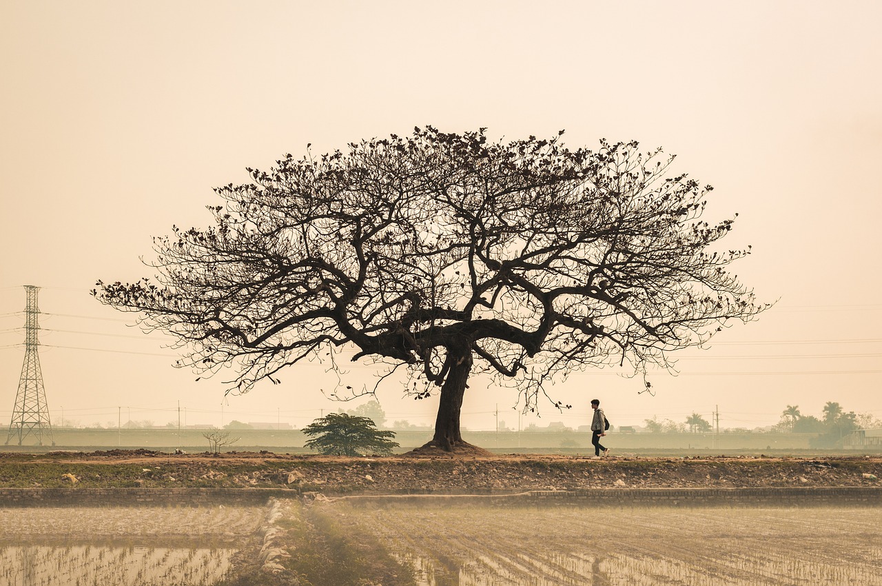 découvrez l'importance cruciale de l'environnement et les défis écologiques actuels. explorez des solutions durables pour préserver notre planète et améliorer la qualité de vie des générations futures.