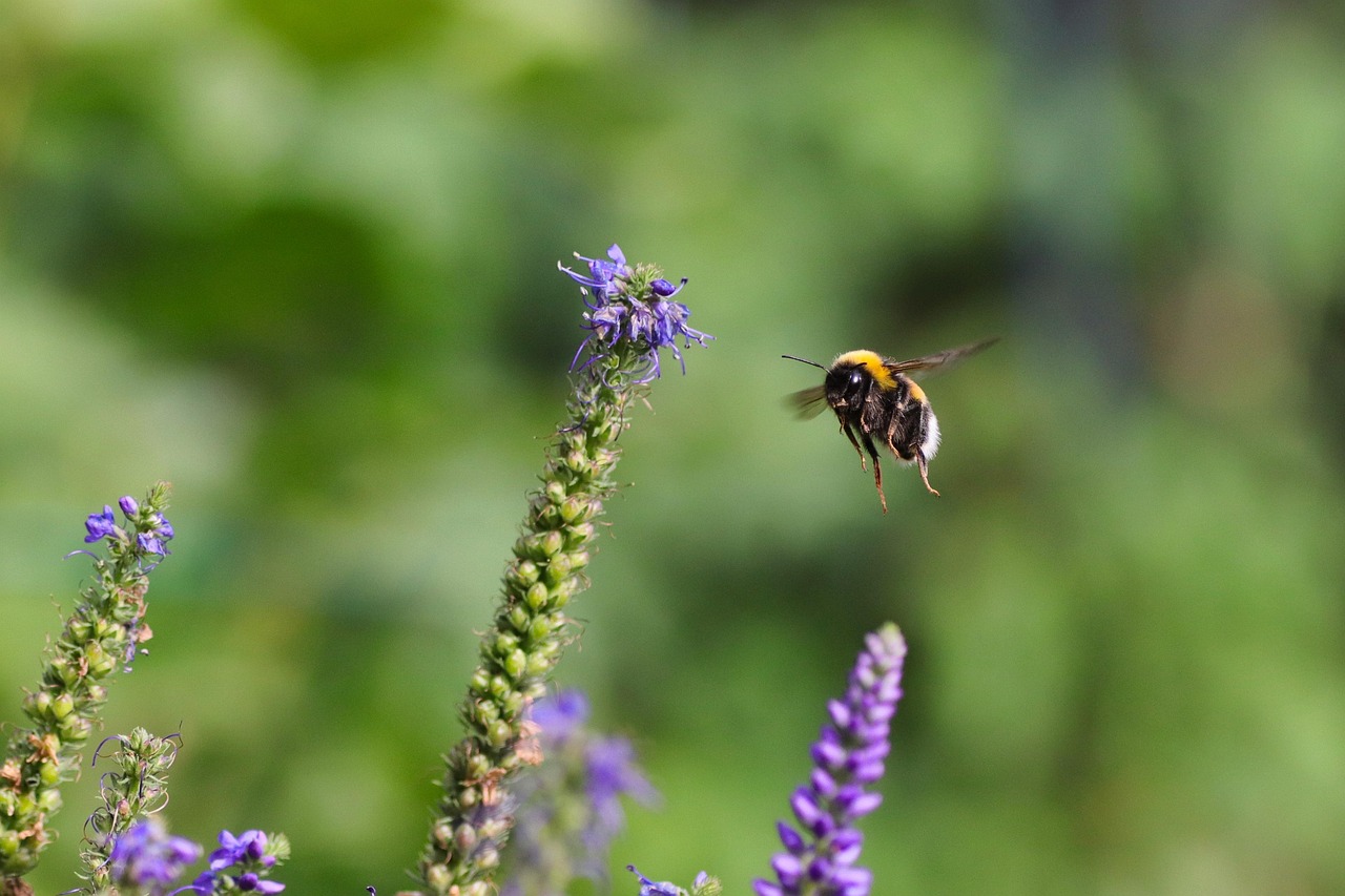 découvrez les services écosystémiques, essentiels à notre environnement, qui soutiennent la biodiversité, régulent le climat et fournissent des ressources vitales. apprenez comment ces services influencent notre quotidien et l'importance de les préserver pour un avenir durable.
