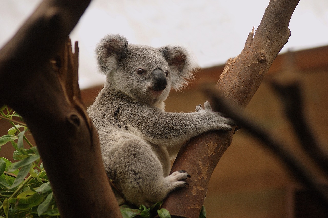 découvrez l'importance de la conservation de la faune et comment elle protège les espèces menacées et leur habitat. apprenez des méthodes durables et rejoignez le mouvement pour préserver notre précieuse biodiversité.