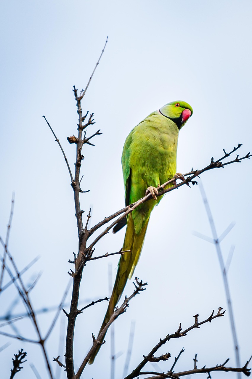 découvrez notre exploration approfondie de l'écologie, une science essentielle au cœur des enjeux environnementaux contemporains. apprenez comment les écosystèmes interagissent, l'impact des activités humaines sur la biodiversité et les solutions durables pour préserver notre planète. engagez-vous dans la protection de l'environnement avec nos conseils et ressources.