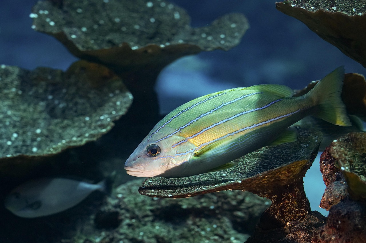 découvrez l'importance de la biodiversité pour notre planète. explorez les différentes espèces, leurs habitats, et le rôle essentiel qu'elles jouent dans l'équilibre des écosystèmes. apprenez comment préserver la biodiversité et agir pour un avenir durable.