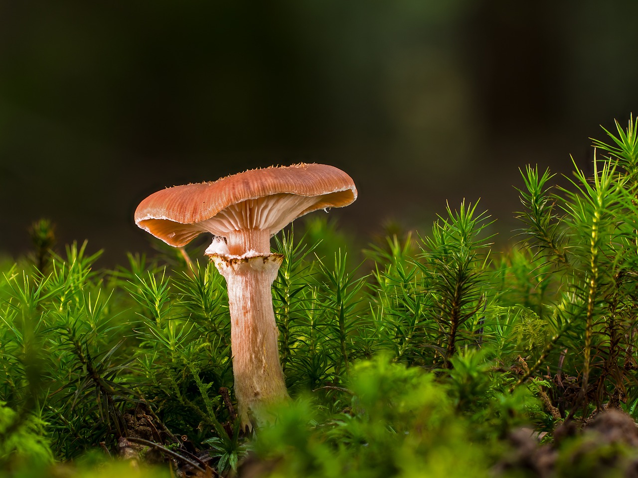 découvrez l'importance de la biodiversité, sa richesse et les enjeux pour notre planète. apprenez comment préserver la diversité des espèces et des écosystèmes pour un avenir durable.