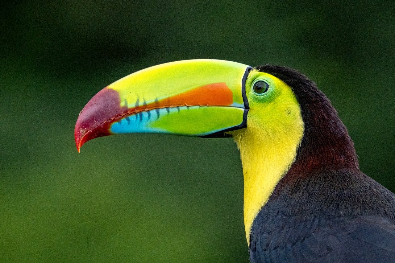 explorez la richesse et la diversité de la biodiversité, découvrez son importance pour notre écosystème et comment la préserver pour les générations futures.